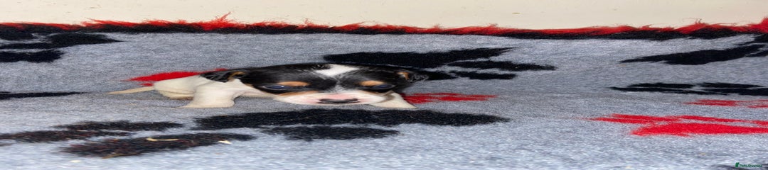 Jack Russell Puppy 1