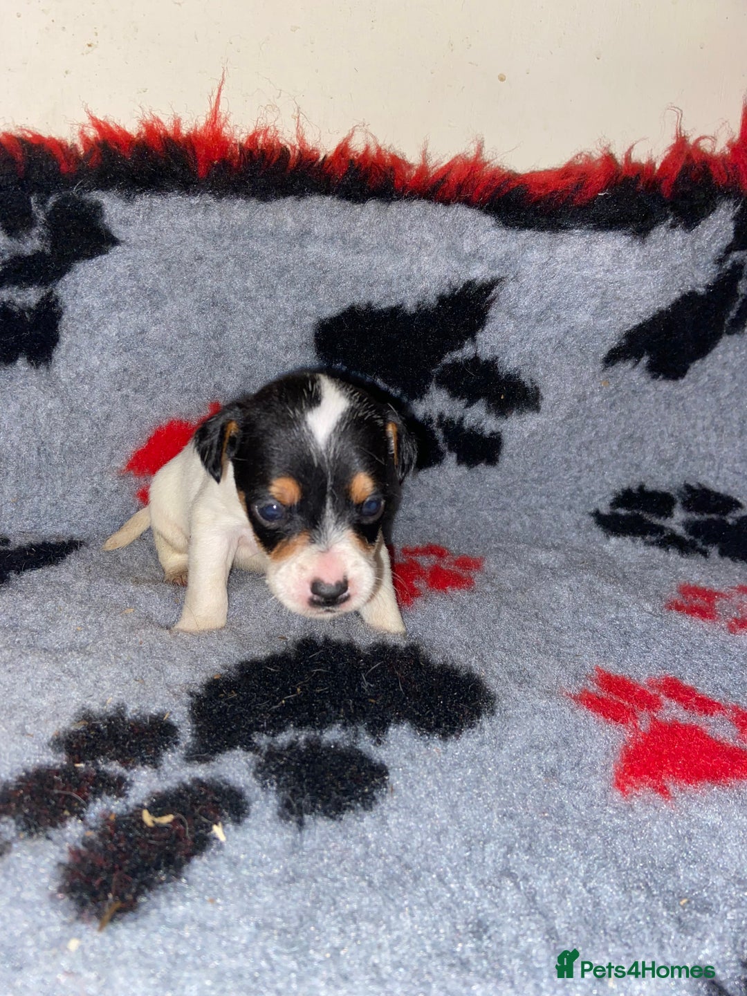 Jack Russell dogs for sale: Jack Russell puppies *SHORT LEGGED* - Advert 11