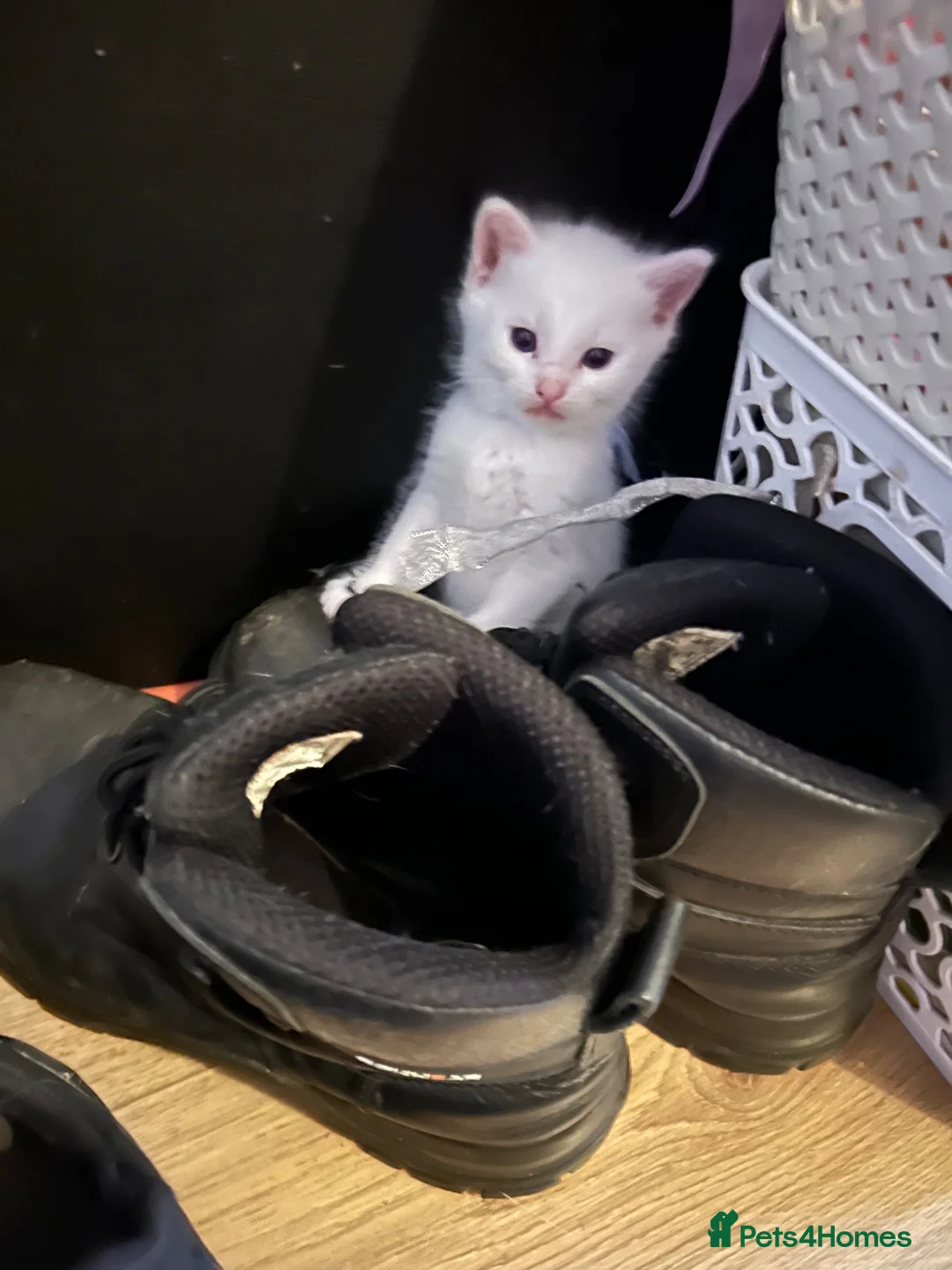 British Shorthair cats for sale: British white shorthair kittens  in Perth - Advert 1