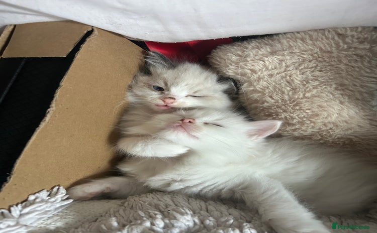 Ragdoll cats - Advert 1