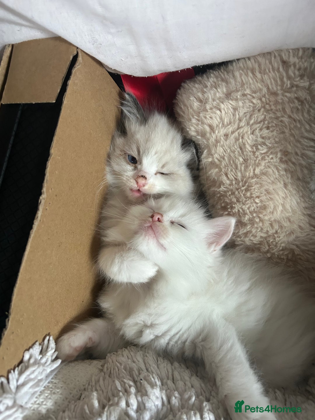 Ragdoll cats for sale: Ragdolls - Image 1