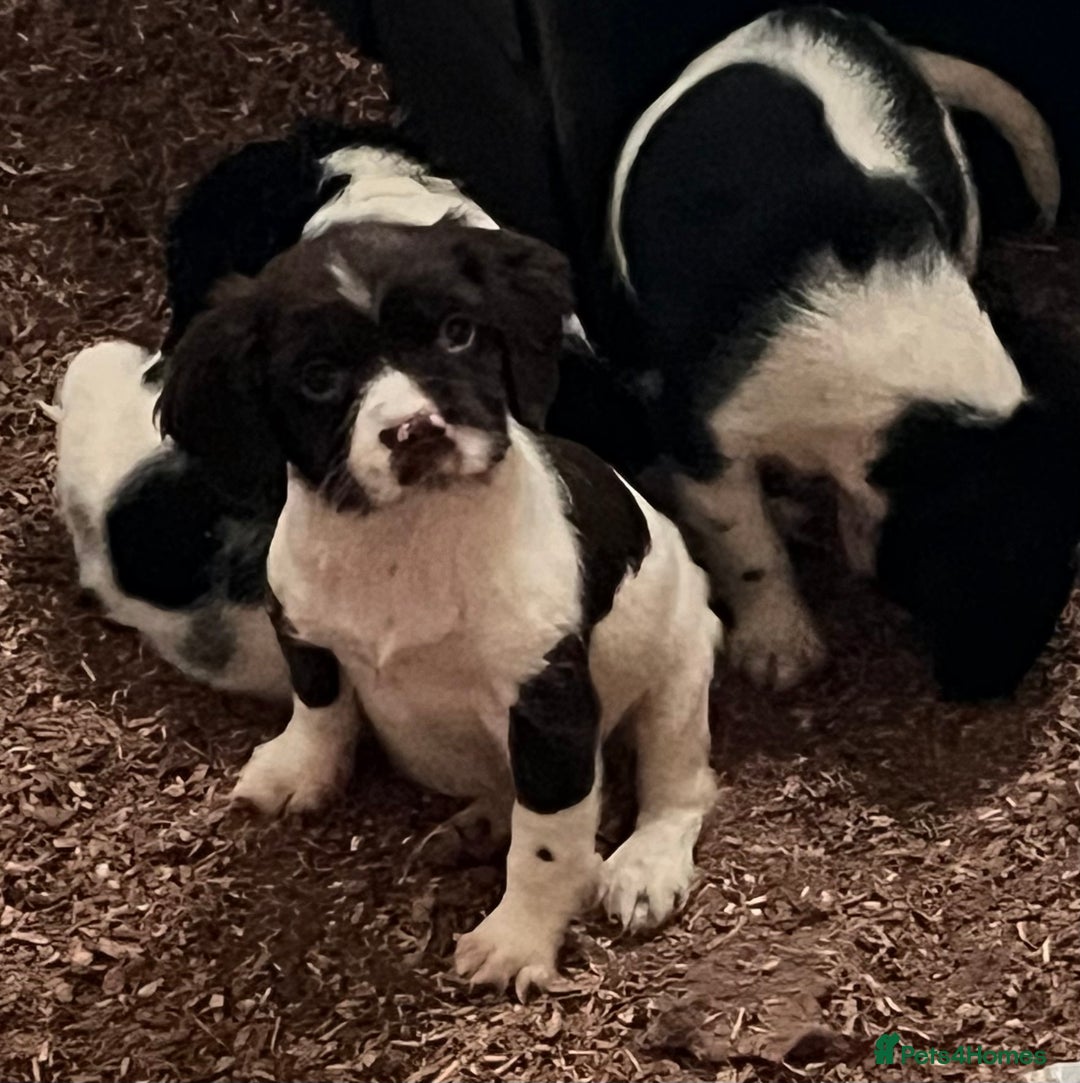 English Springer Spaniel dogs for sale: Beautiful springer spaniel puppies for sale  - Advert 6