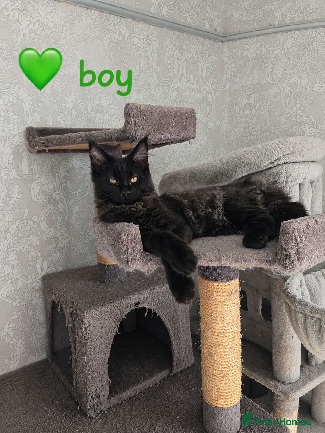 Maine Coon cats ❤️ Little Gentle Giants 🐾 - Advert 1