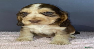 Cocker Spaniel dogs - Advert 2
