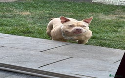 American Bully dogs for sale: Female pocket bully  - Image 6