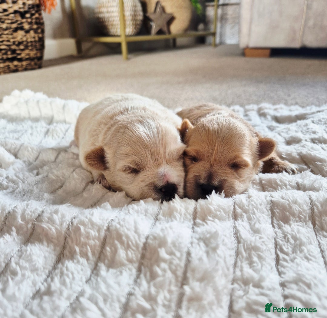 Mixed Breed dogs for sale: Malshipoos puppies 1 boy 1 girl maltipoo mum  - Image 2