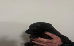 Mixed Breed dogs for sale: Lakeland Patterdale Working lines - Image 4