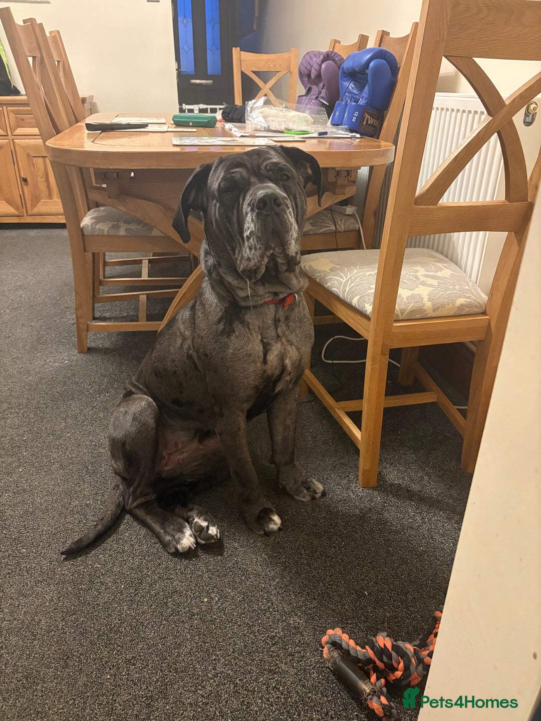 Cane Corso dogs for sale: Cane corso for sale - Advert 4