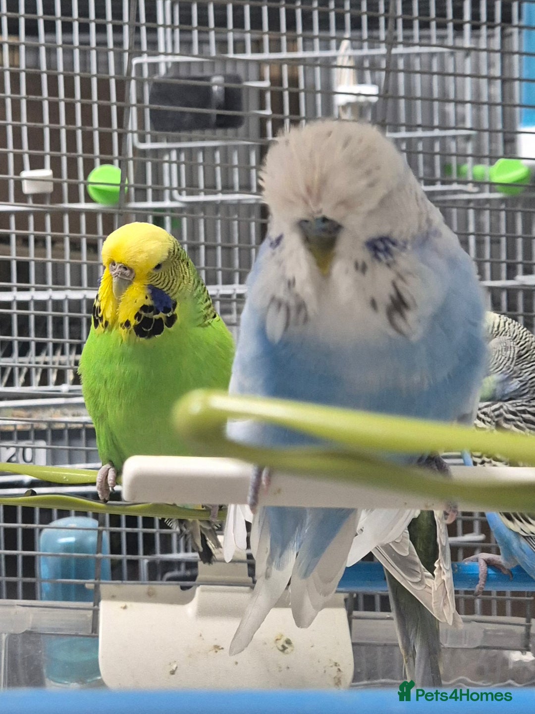 Budgerigars birds for sale: Budgies available for new homes - Advert 4