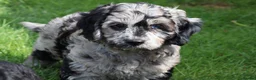 Cockapoo dogs for sale: F1 COCKAPOO PUPPIES FOR SALE - Advert 25