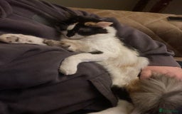 Mixed Breed cats for sale: Loving home needed for this sweet girl - Image 7