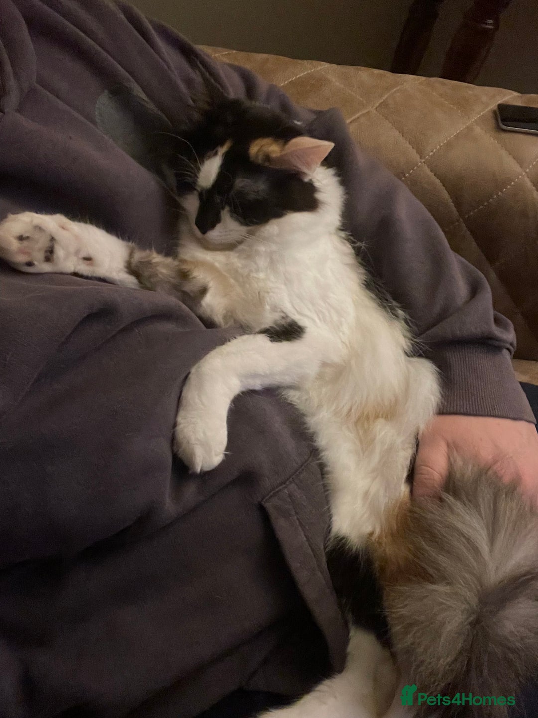Mixed Breed cats for sale: Loving home needed for this sweet girl - Image 7