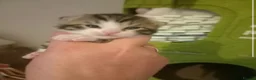 Mixed Breed cats for sale: Beautiful kittens looking for loving homes  - Advert 10