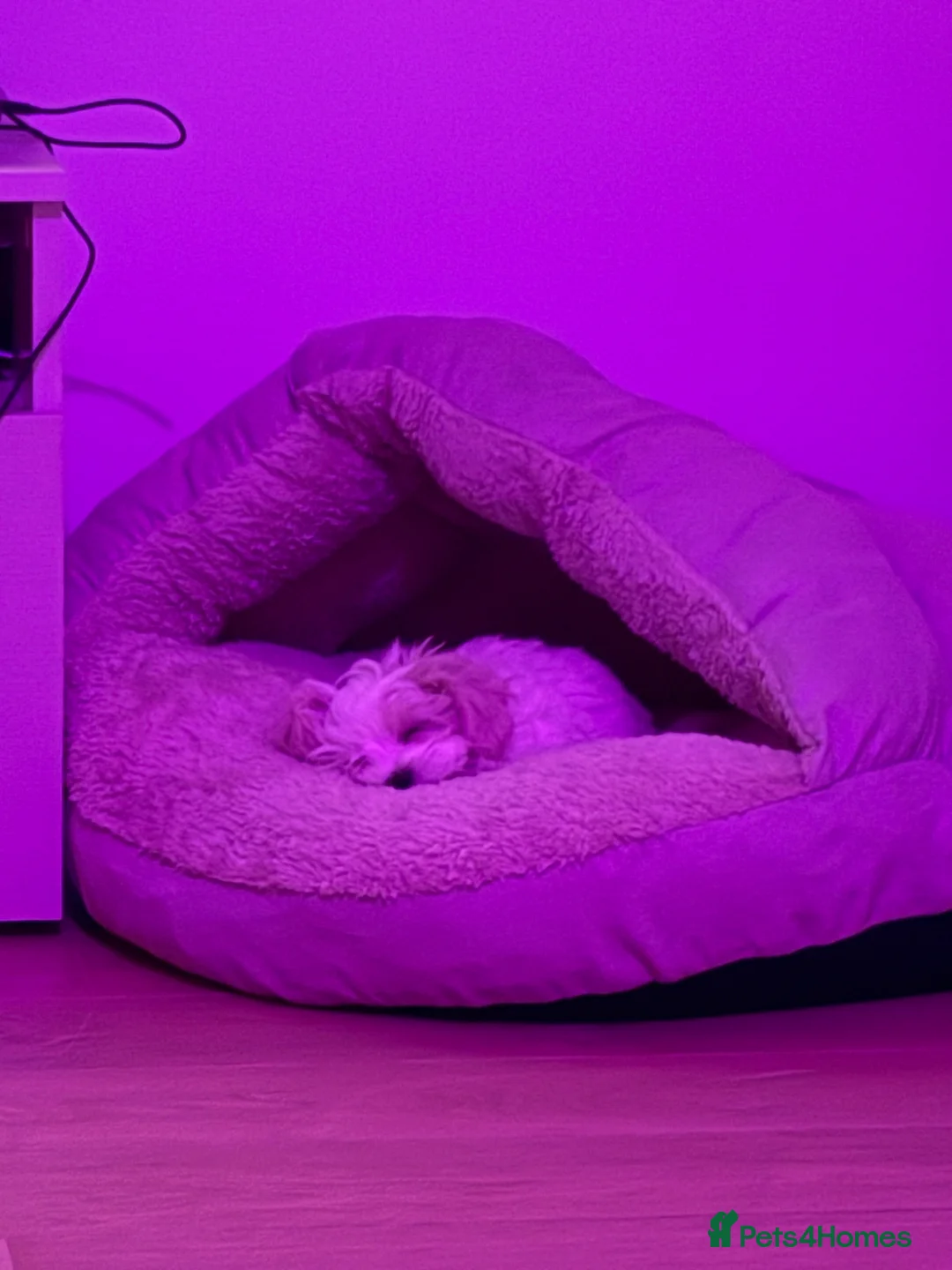 Maltipoo dogs for sale: Mochi – Looking for a Loving Forever Home 🤍 - Advert 6