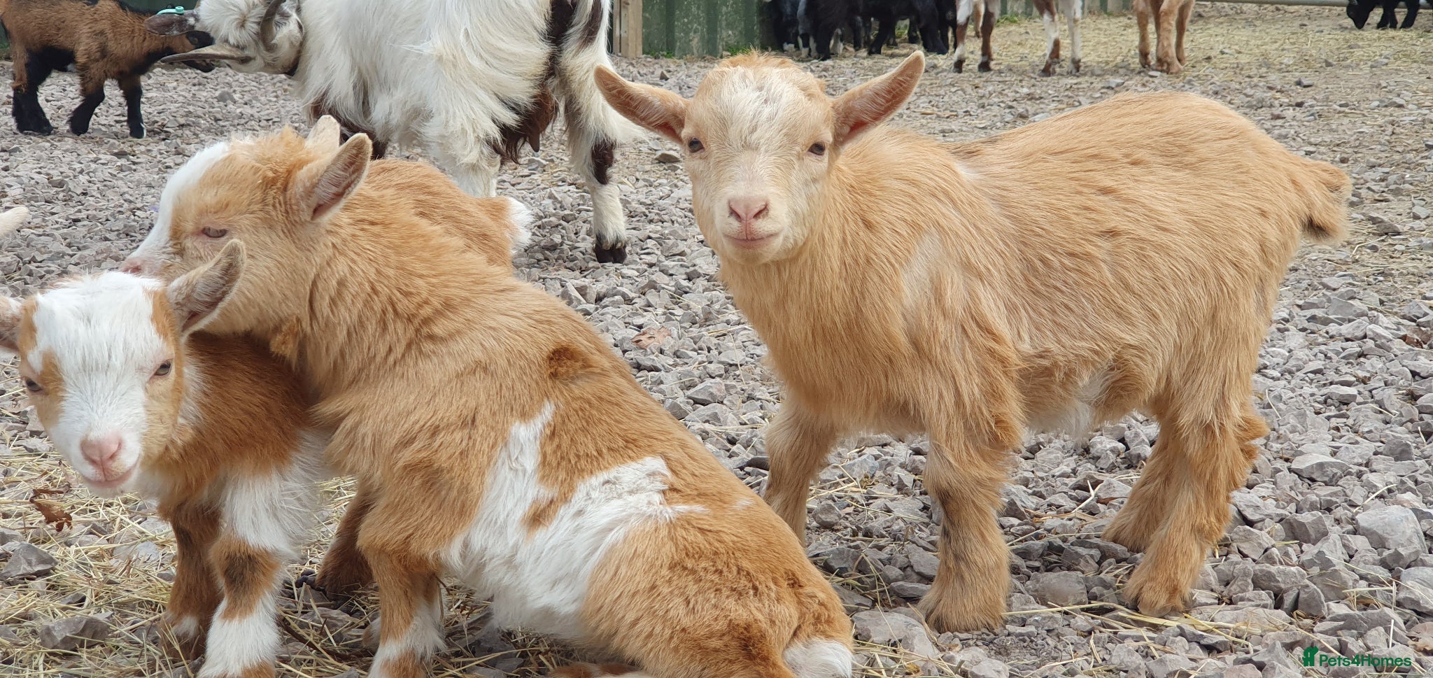 Goats livestock Lovely pygmy goats 🐐  - Advert 1