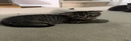 British Shorthair cats for sale: Bsh kittens - Advert 6