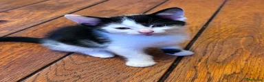 Oreo 