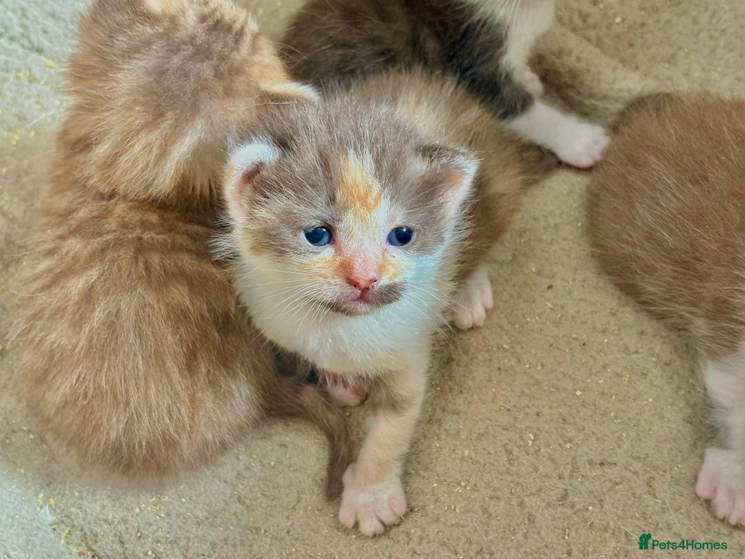 Bengal cats for sale: Beautiful kittens  - Image 1