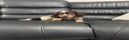 Cocker Spaniel dogs for sale: Male tri colour cocker spaniel 8 weeks old  in Ipswich - Advert 3