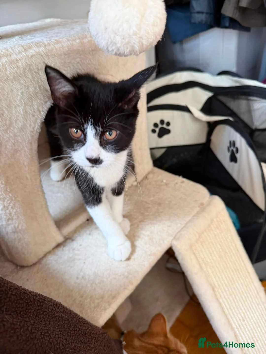 Domestic Shorthair cats for adoption: Little Betsy needs a loving forever home! - Advert 1