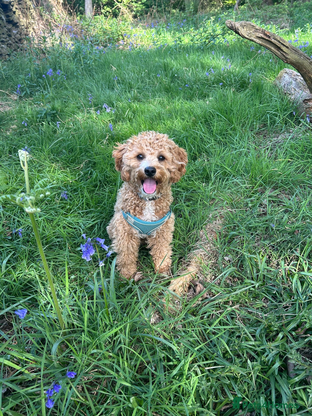 Cavachon dogs for sale: Cavapoochon  - Image 1