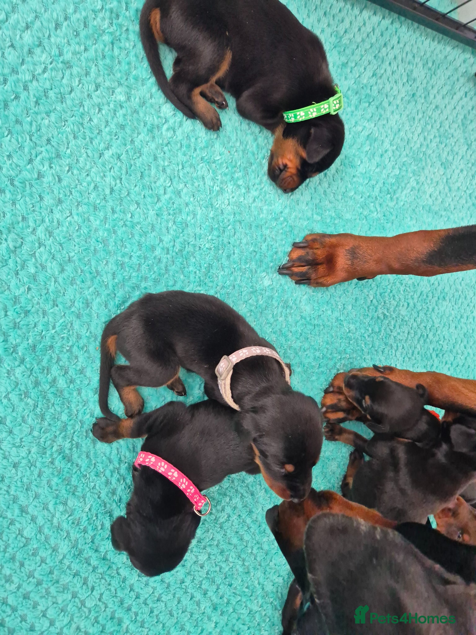 Dobermann dogs ⭐️⭐️⭐️⭐️⭐️ KC Reg European Dobermann puppies - Advert 5