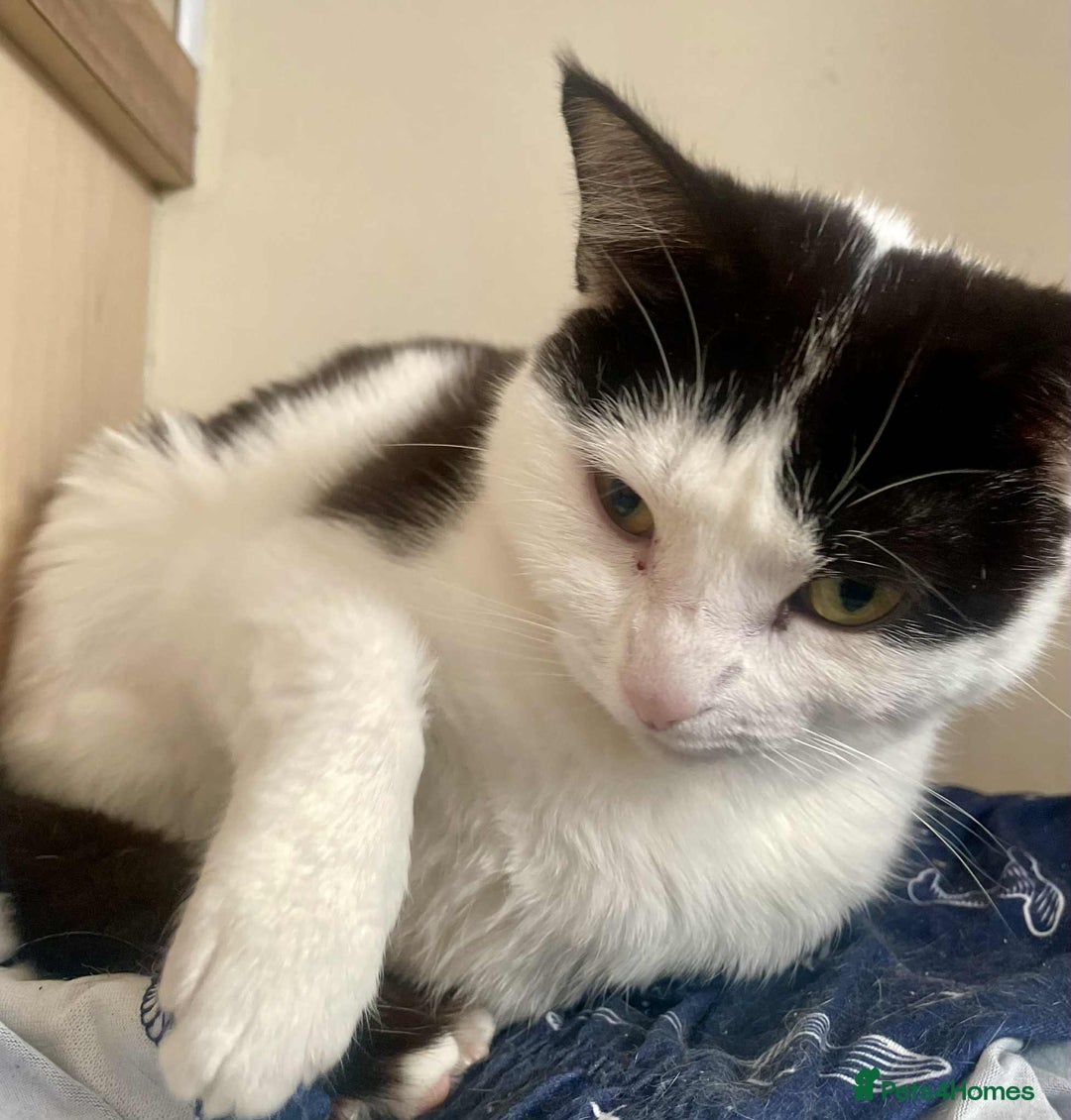 Mixed Breed cats for sale: 3 cats for sale  - Advert 3