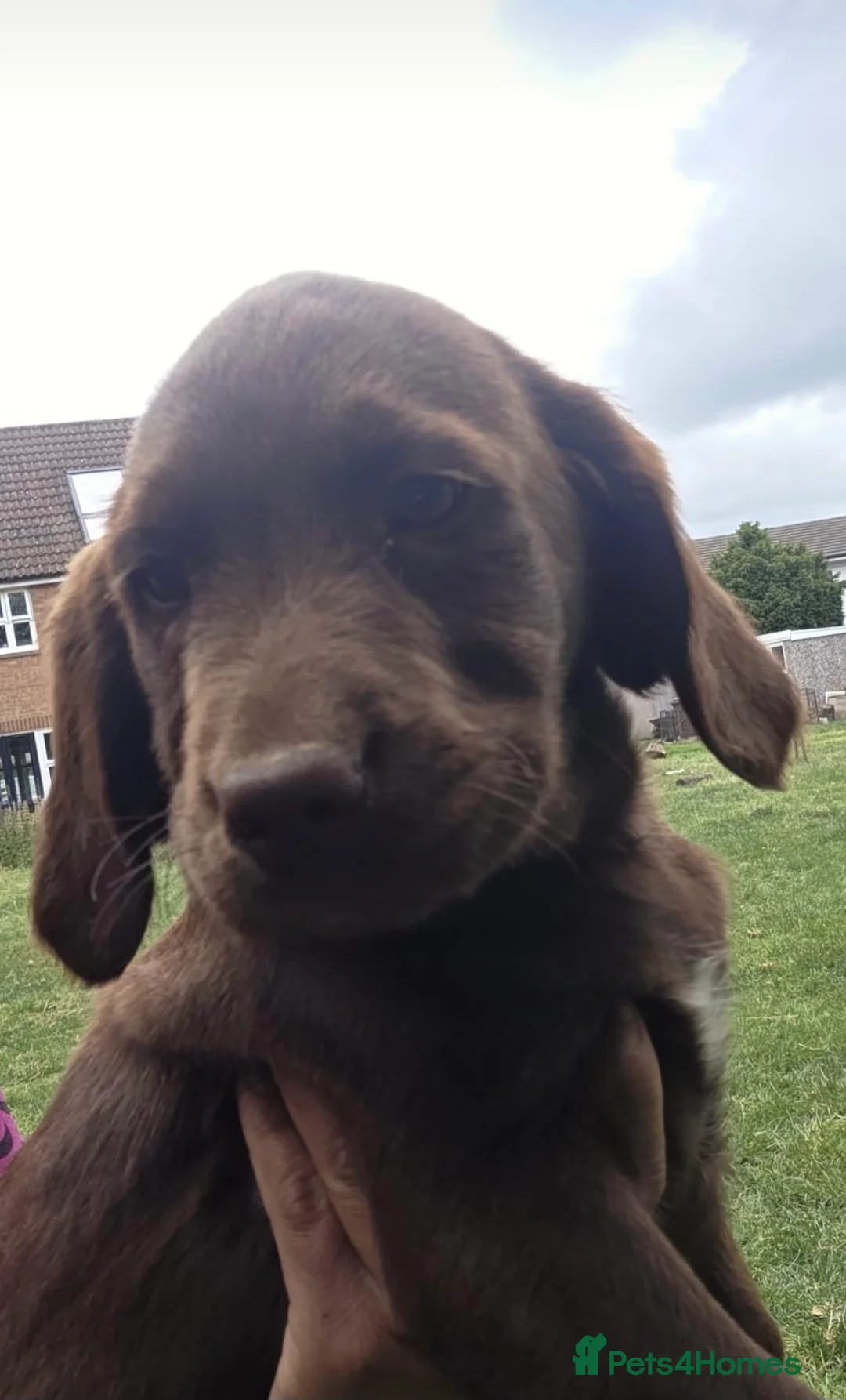 Springador dogs for sale: Gorgeous Springador pups 🏡 in Woodford Green - Advert 2