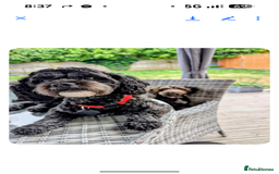 Shihpoo dogs for sale: F1b Shipoo Puppies  - Image 1