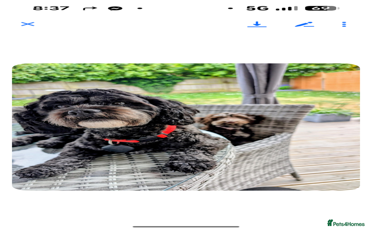 Shihpoo dogs - Advert 2