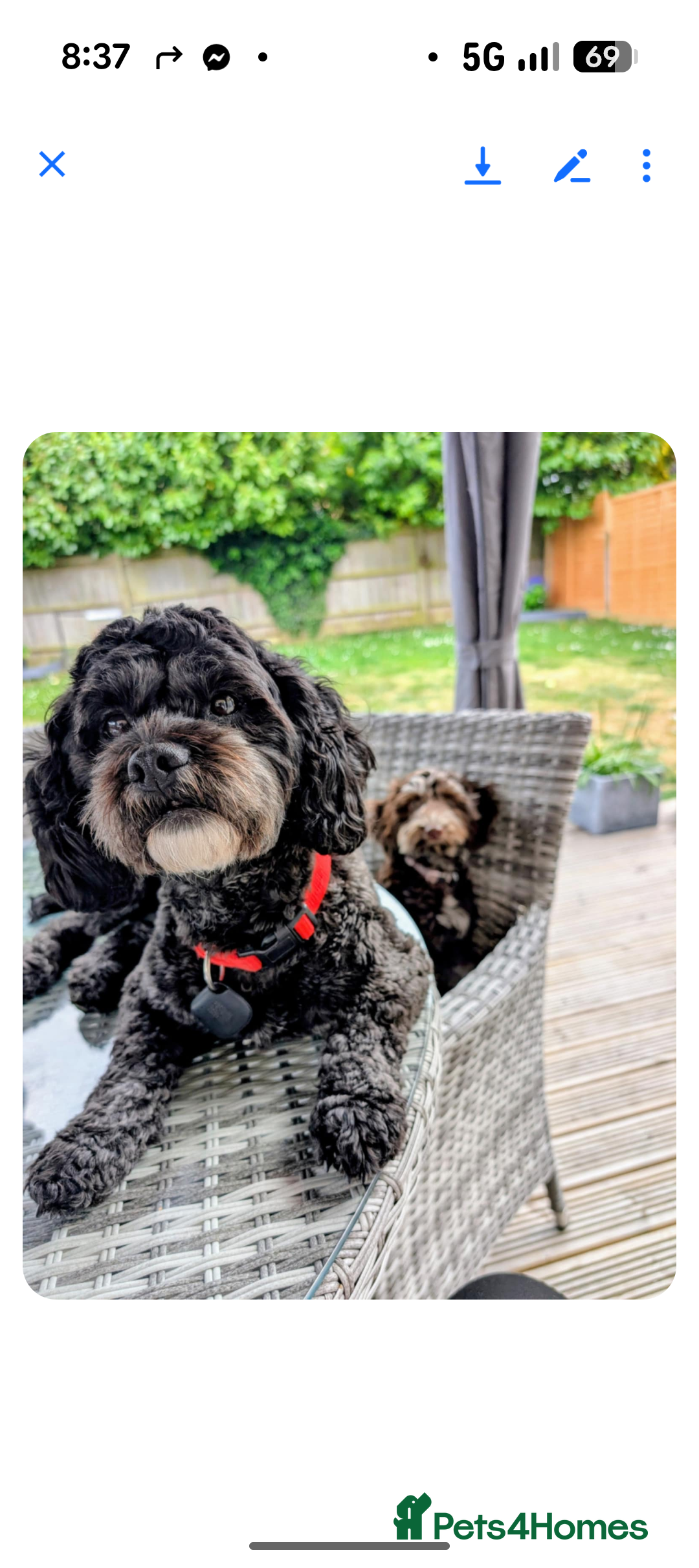 Shihpoo dogs for sale: F1b Shipoo Puppies  - Image 1