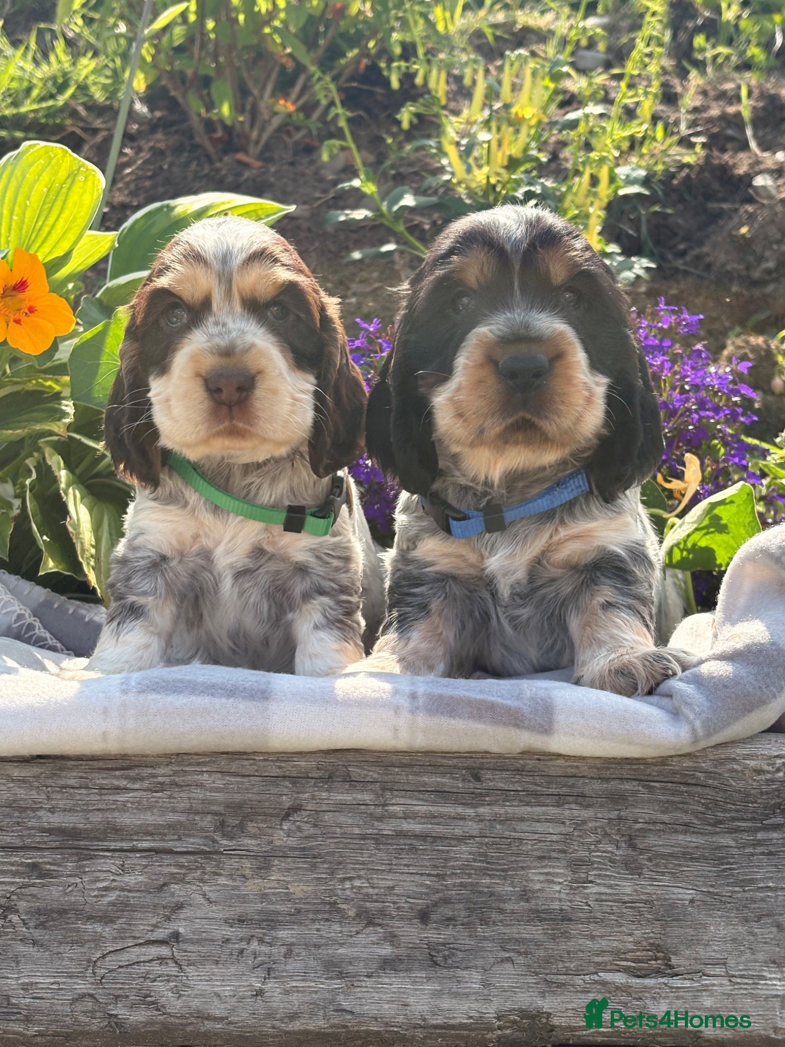 Cocker Spaniel dogs KC Registered Show Type Cocker Spaniel DNA Tested - Advert 1