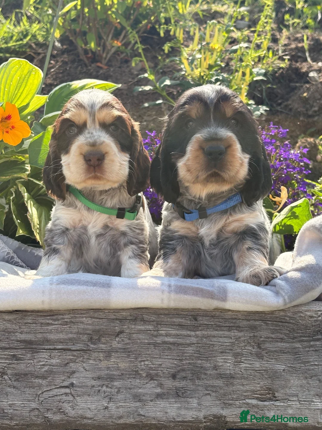 Cocker Spaniel dogs for sale: KC Registered Show Type Cocker Spaniel DNA Tested - Advert 1