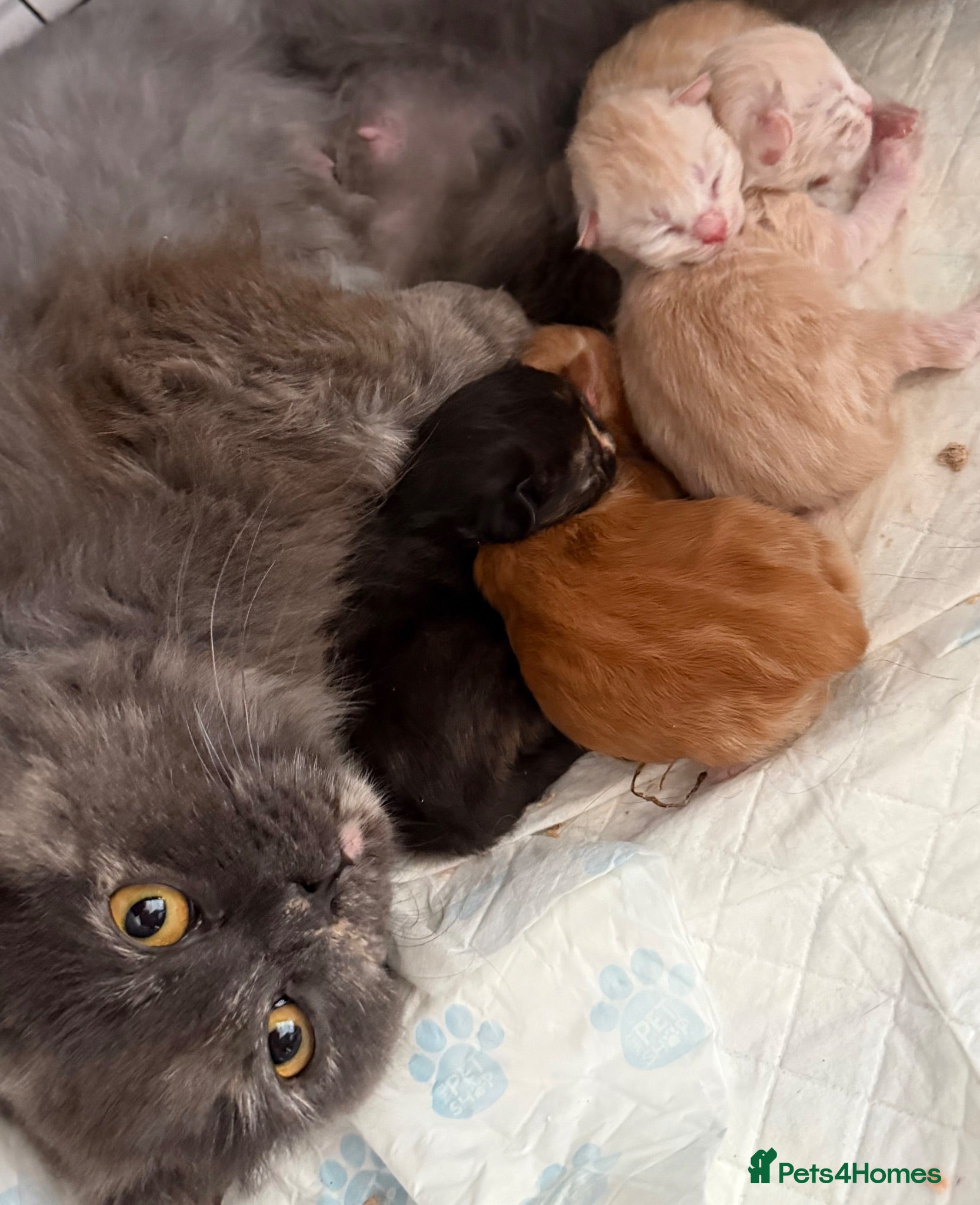 Mixed Breed cats Maine coon /British longhair kittens  - Advert 1
