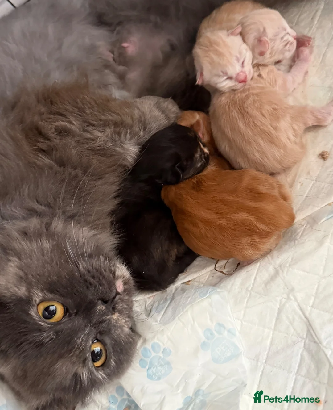 Mixed Breed cats for sale: Maine coon /British longhair kittens  - Advert 1