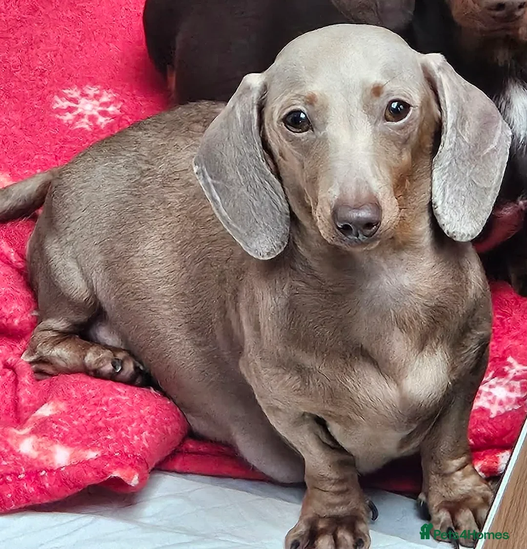 Miniature Dachshund dogs for sale: 6 gorgeous M Dachshunds in Bolton - Advert 1