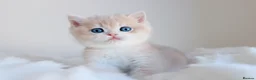 British Shorthair cats for sale: Champion bloodline Exclusive Babies  - Advert 2
