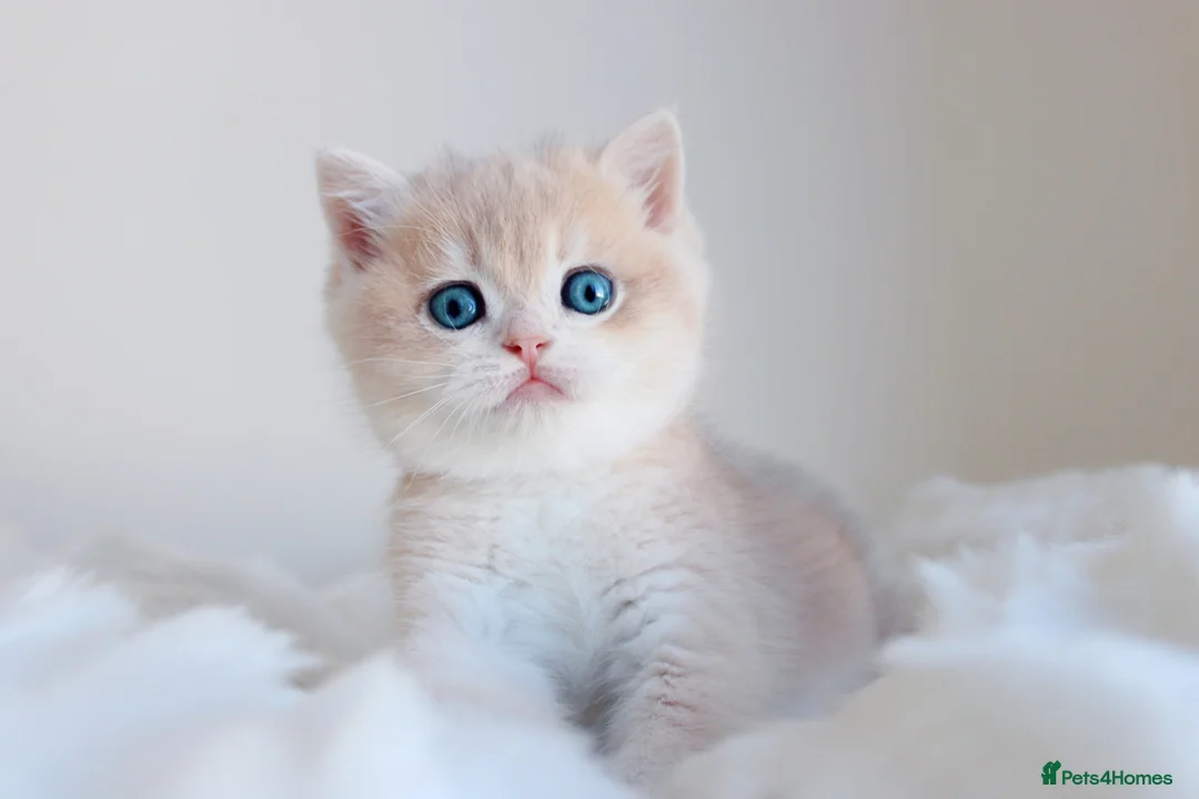 British Shorthair cats for sale: Champion bloodline Exclusive Babies  - Advert 2