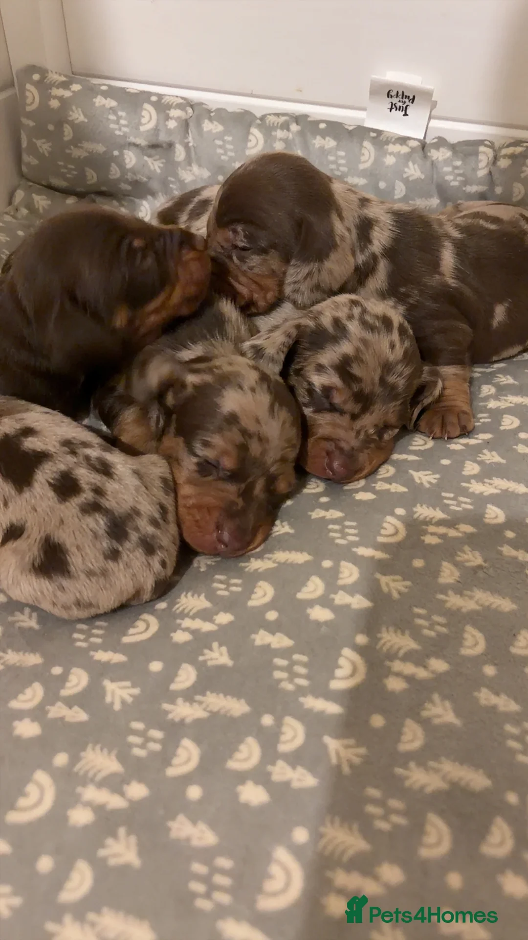 Miniature Dachshund dogs for sale: Miniature Dachshund KC REG PRA Clear   - Advert 8