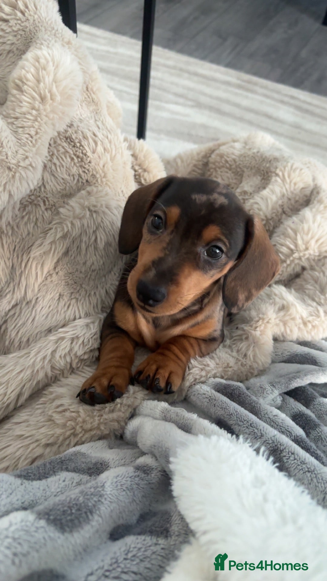 Miniature Dachshund dogs Miniature Dashchund  - Advert 5