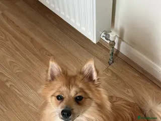 Pomeranian dogs Pomeranian (German Pomeranian type) - Advert 1