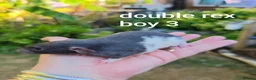 Rat rodents for sale: Beautiful Dumbo rex rats - Advert 3