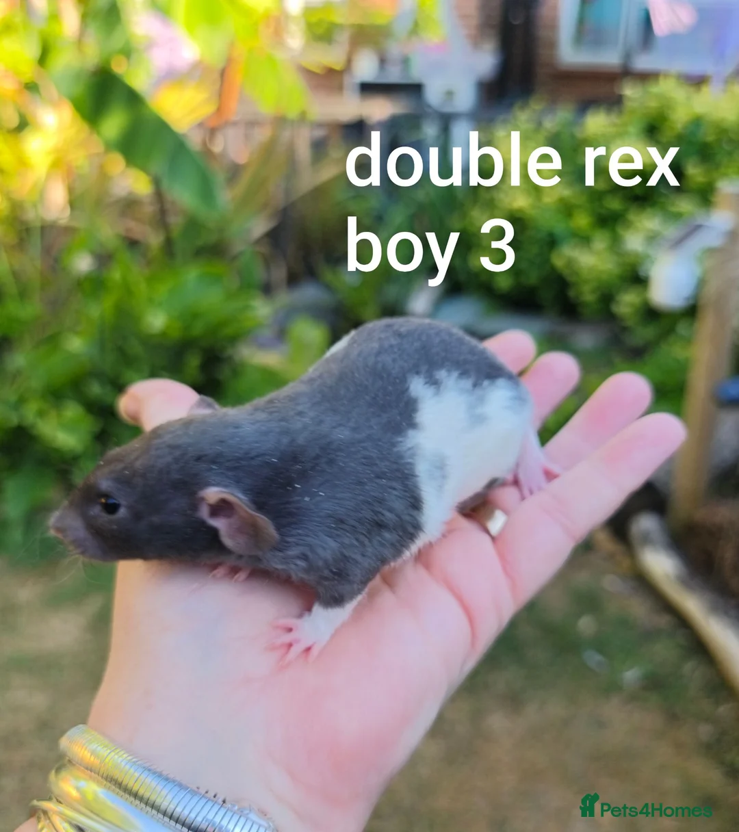 Rat rodents for sale: Beautiful Dumbo rex rats - Advert 2