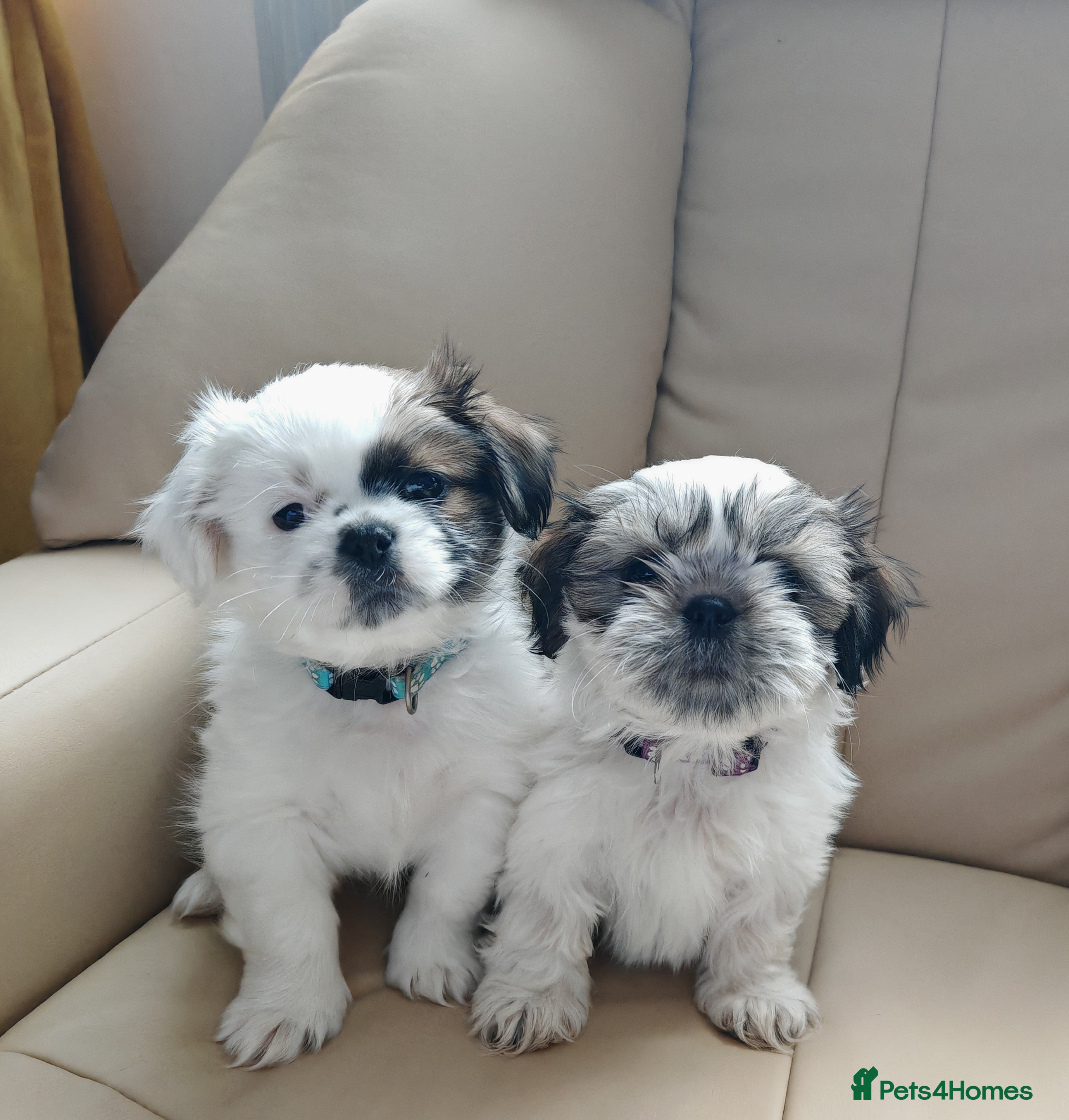 Shih Tzu dogs ❤️Last boy and girl pure bred shih tzu.😍😘 - Advert 5