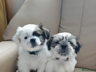 Shih Tzu dogs ❤️Last boy and girl pure bred shih tzu.😍😘 - Advert 5