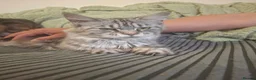 Maine Coon cats for sale: Beautiful boy for sale in Portsmouth - Advert 1