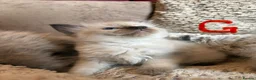Ragdoll cats for sale: Beautiful ragdoll kittens ready now - Advert 20