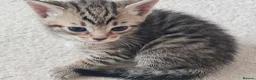 Mixed Breed cats for sale: 5 Heart-Melting Baby Kittens Ready for Love! - Advert 15