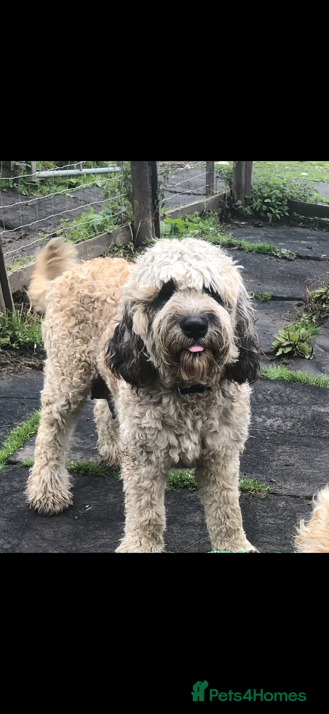 Mixed Breed dogs for sale: F1 SAINTBERNADOODLE GIRL - Advert 6