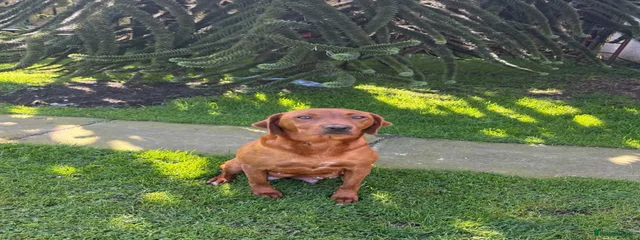 Penny ( Aglabs True to the Mark )